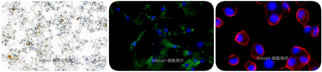 细胞涂片.png